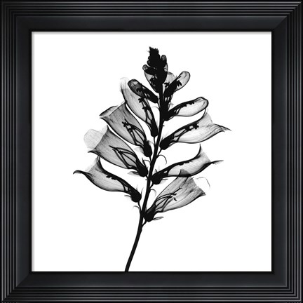 Framed Foxglove #2 X-Ray Print