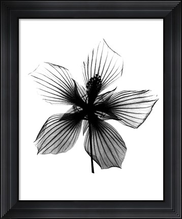 Framed Hibiscus, Texas Star X-Ray Print