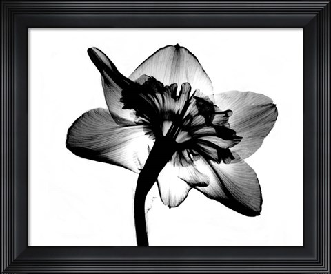 Framed Jonquil X-Ray Print