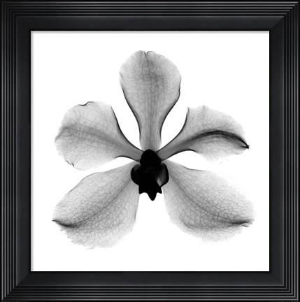 Framed Orchid #3 X-Ray Print