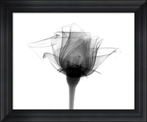 Framed Rose #10 X-Ray Print