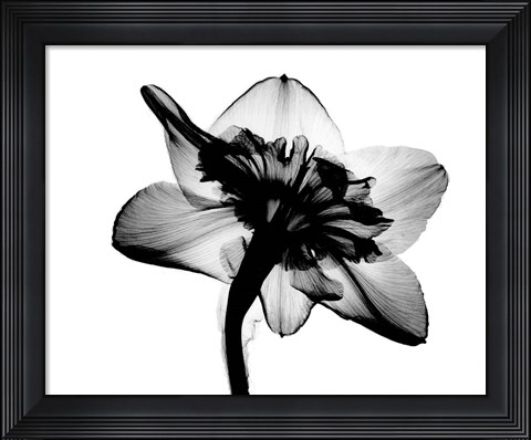 Framed Daffodil #1 X-Ray Print