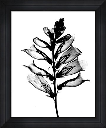 Framed Foxglove #1 X-Ray Print