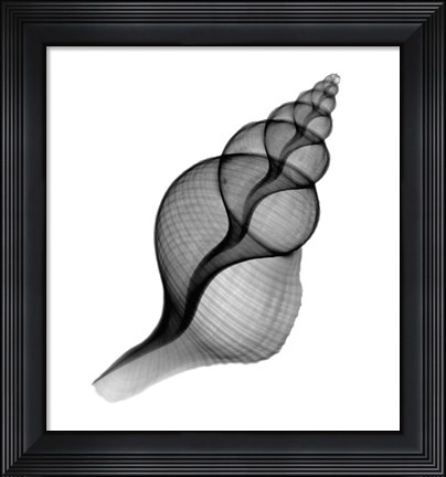 Framed Penion Shell X-Ray Print