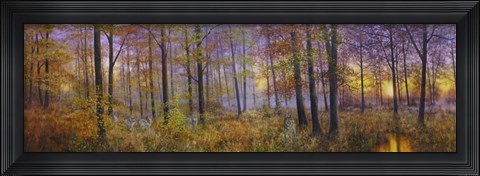 Framed Autumn Wolves Print