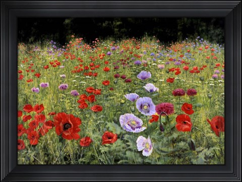 Framed Field Of Poppies Print
