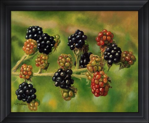 Framed Blackberries Print