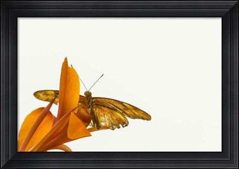 Framed Kiss of Orange Print