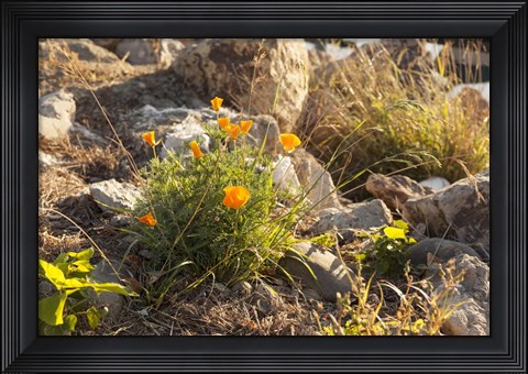 Framed Bloomin Poppies Print