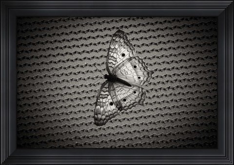 Framed Butterfly Contrast Print