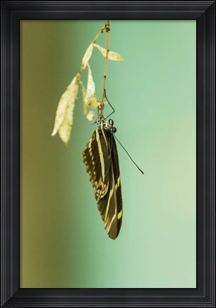 Framed Hanging Out Print
