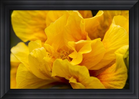 Framed Hibiscus Folds Print