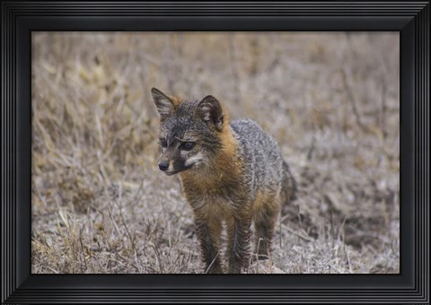 Framed Island Fox Print