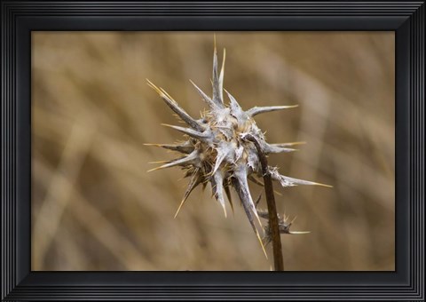 Framed Island Thistle Print