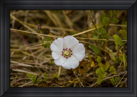 Framed Lone Bloomer Print