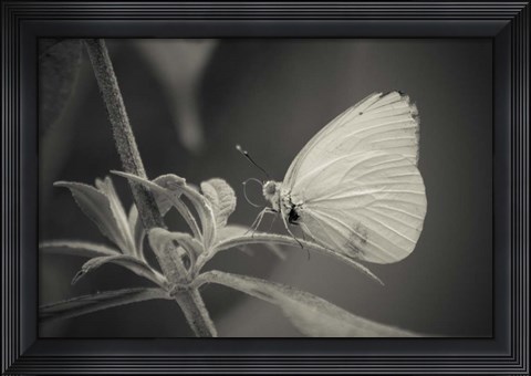 Framed Patiently Wait Print