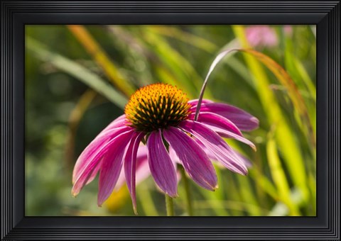 Framed Pink Umbrella Print