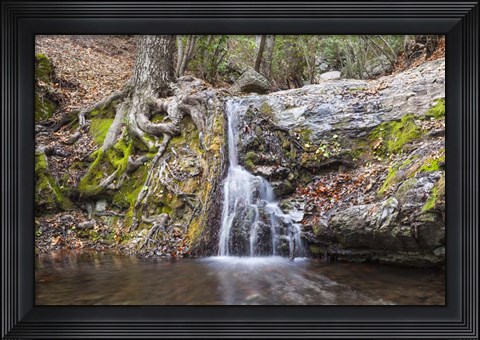 Framed Roots of Nature Print