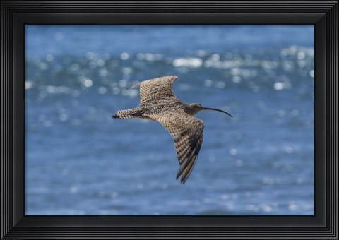 Framed Swooping Over Print