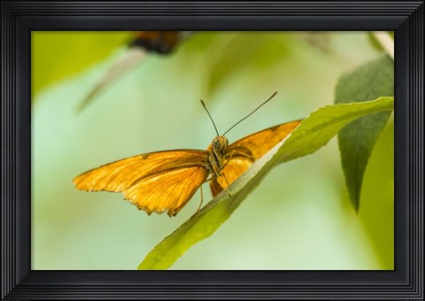 Framed Lookout Print