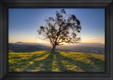 Framed Tree Shadows Print