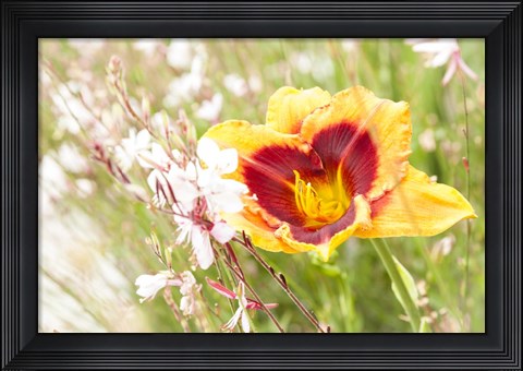 Framed Soft Beauty Print