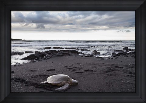 Framed Black Sand Honu Print