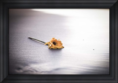 Framed Even Daisies Have Bad Days Print