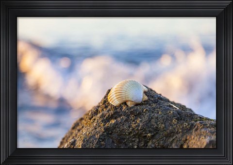 Framed Shellview Surf Print