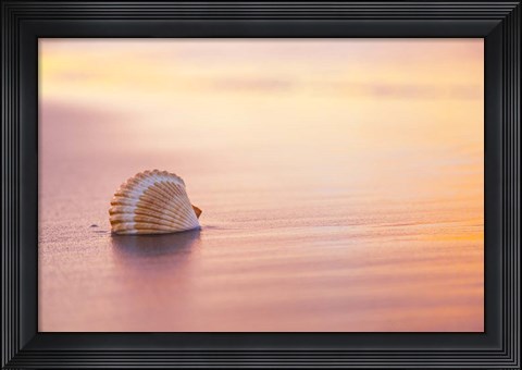 Framed Shellsoft Print