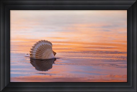 Framed Shellflection Print