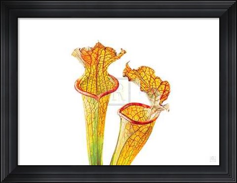 Framed Rosie Sanders - Pitcher Plants II [Ed 99] Print