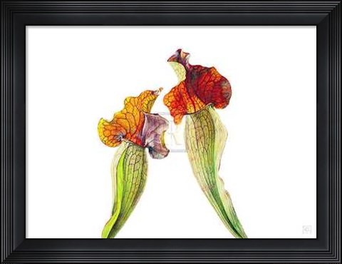 Framed Rosie Sanders - Pitcher Plants I [Ed 99] Print