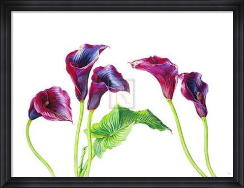 Framed Rosie Sanders - Deep Purple [Ed 99] Print