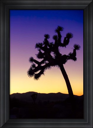 Framed Joshua Tree I Print