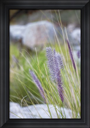 Framed Purple Wild Grass I Print