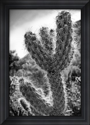 Framed Cactus Close-up Print