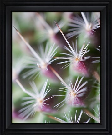 Framed Cactus III Print