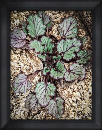 Framed Desert Rock Plant Print