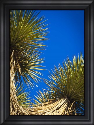 Framed Dessert Trees Print