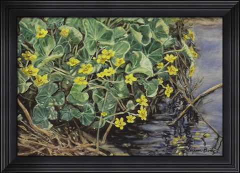 Framed Marsh Marigolds Print