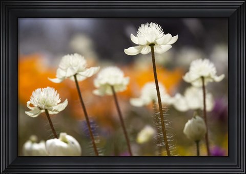 Framed Antelope Valley I Print