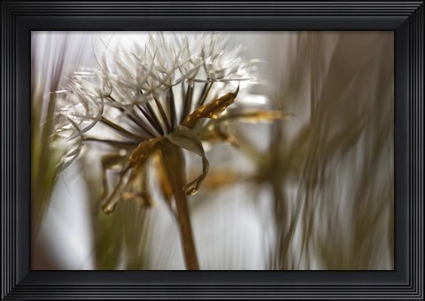 Framed Antelope Valley II Print