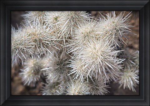 Framed Cholia Print