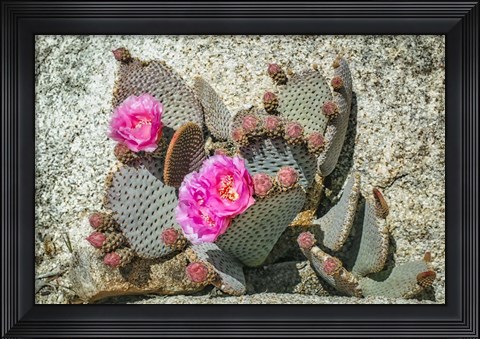 Framed Pink Desert Flower Print
