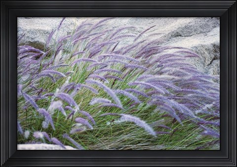 Framed Purple Wild Grass II Print