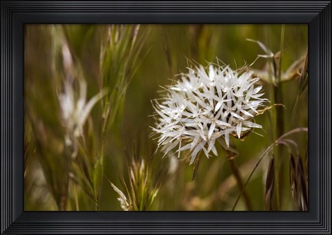 Framed Antelope Valley Print