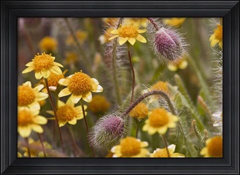 Framed Antelope Valley Wildfowers Print