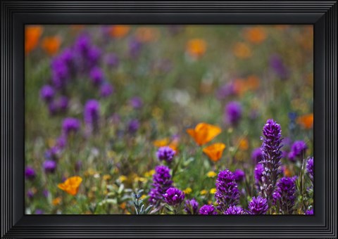 Framed Poppies Purple Forground Print