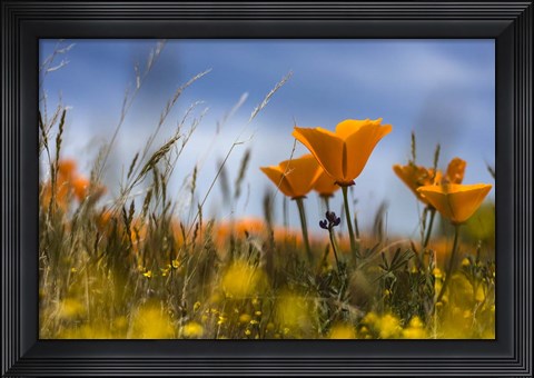 Framed Poppy Print